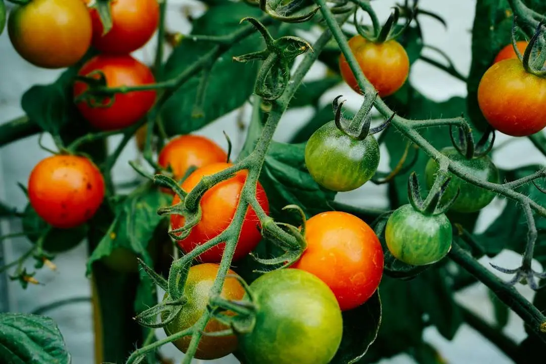 Pomodori che maturano sulla pianta al sole: cibo vero, non un contenitore di nutrienti