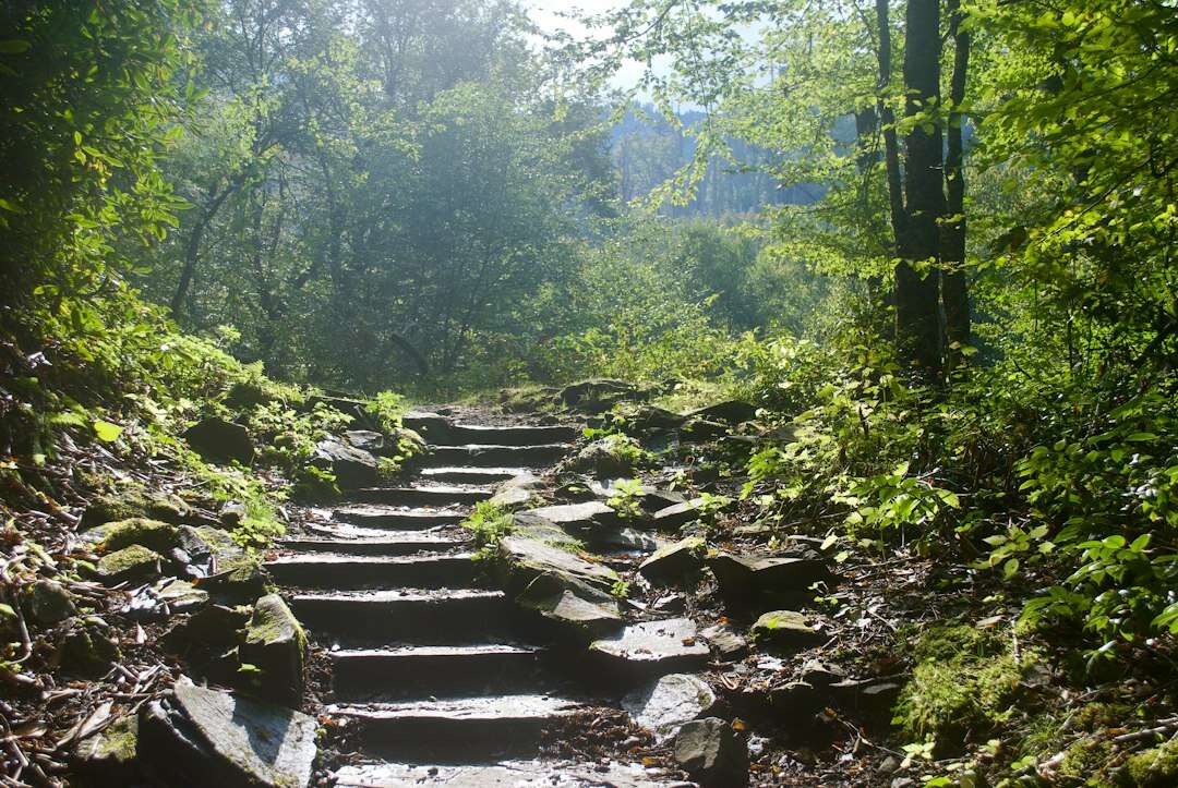 Scalini nel bosco: il cambiamento un passo alla volta