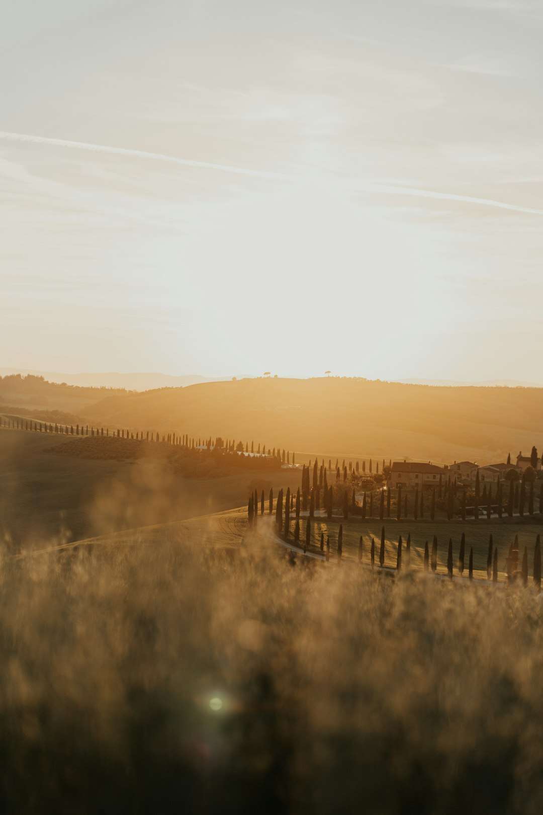Campo d'erba alta al tramonto
