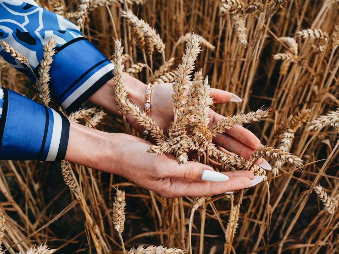 Mani che sgranano spighe di grano mature nel campo