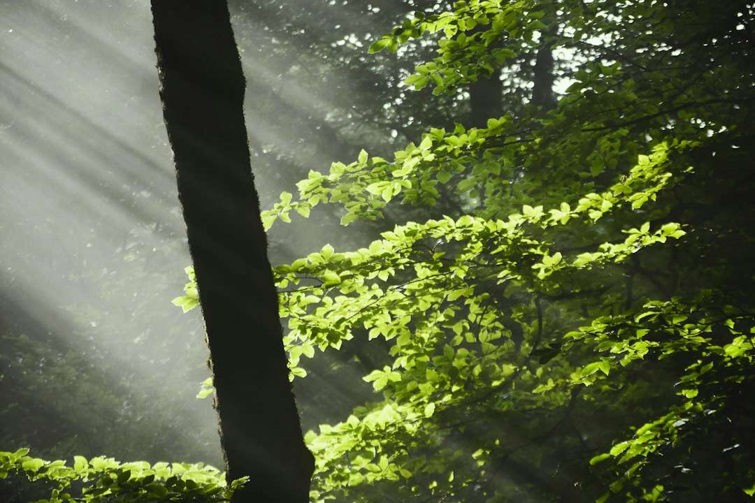 Sole che filtra tra gli alberi del bosco: la forza verde